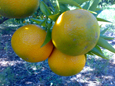 mandarina